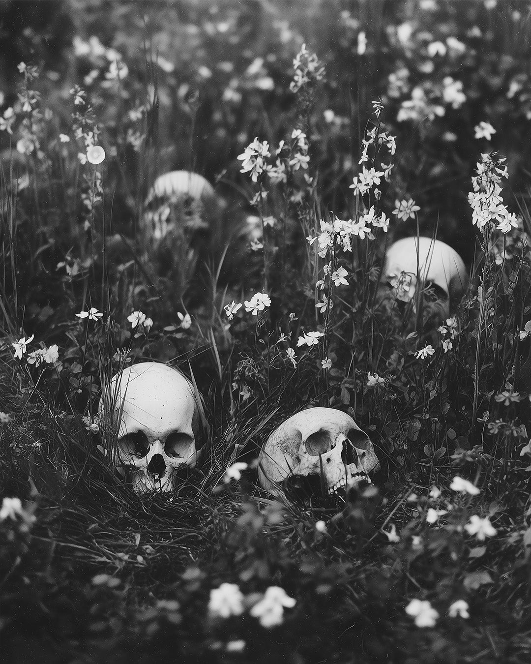 Wildflowers of the Forgotten poster